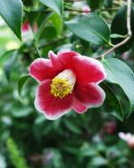 Camellia japonica - Tama-no-ura