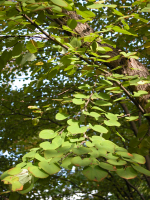 Japanischer Katsurabaum - Cercidiphyllum japonicum