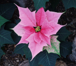 Weihnachtsstern - Euphorbia pulcherrima