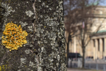  	Auf Flechtensuche in Berlin-Mitte – die gewöhnliche Gelbflechte (xanthoria parietina) in Sichtweite des Brandenburger Tors.