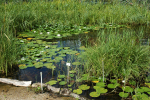 Teich im Sumpf- und Wasserpflanzengarten Sumpf- und Wasserpflanzengarten