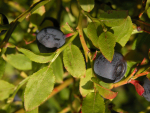 Heidelbeere (Vaccinium myrtillus) Heidelbeere (Vaccinium myrtillus)