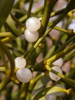 Die reifen Beerenfrüchte der Mistel Die reifen Beerenfrüchte der Mistel