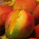 mangifera indica (c) Nils Köster