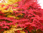 Herbstfärbung der Persischen Parrotie