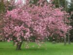 Japanische Blütenkirsche (Prunus serrulata) Foto: I. Haas, Botanischer Garten und Botanisches Museum Berlin-Dahlem Japanische Blütenkirsche (Prunus serrulata) Foto: I. Haas, Botanischer Garten und Botanisches Museum Berlin-Dahlem