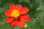 Dahlia coccinea. Die Dahlie ist Mexikos Nationalblume. Foto: T. Borsch Dahlia coccinea. Die Dahlie ist Mexikos Nationalblume. Foto: T. Borsch