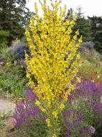 Verbascum Speciosum