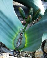 Wundersame Welwitschie (Welwitschia mirabilis), Foto: I. Haas, Botanischer Garten und Botanisches Museum Berlin-Dahlem Wundersame Welwitschie (Welwitschia mirabilis), Foto: I. Haas, Botanischer Garten und Botanisches Museum Berlin-Dahlem
