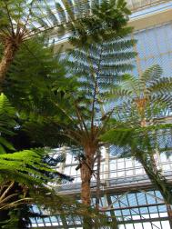 Cyathea australis