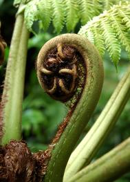 Cyathea dregei