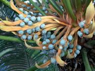 Cycas rumphii