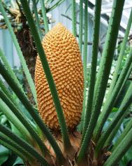Cycas rumphii