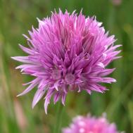 Schnittlauch - Allium schoenoprasum Schnittlauch - Allium schoenoprasum