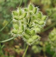 Orlaya grandiflora - Grossbluetiger Breitsame