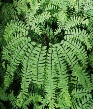 Pfauenradfarn oder Hufeisenfarn - Adiantum pedatum
