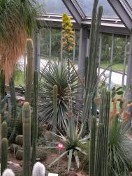 Abgeflachte Agave - Agave applanata