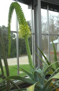Drachenbaum-Agave - Agave attenuata