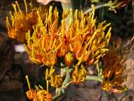 Agave capensis