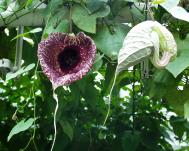 Aristolochia grandiflora