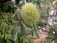 Ähnliche Banksie - Banksia aemula