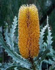 Ashbys Banksie - Banksia ashbyi