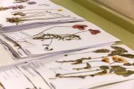 Belege im Herbarium