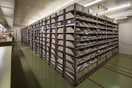 Regale im Herbarium