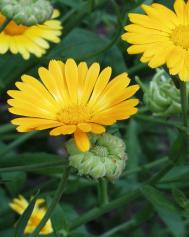 Garten-Ringelblume | BGBM