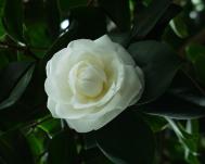 Camellia japonica - Angelo Cocchi