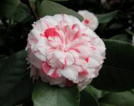 Camellia japonica - Mathotiana