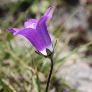 Campanula tridentata