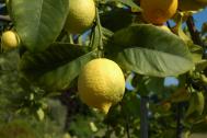 Zitrone - Citrus limon