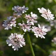 Koriander - Coriandrum sativum Koriander - Coriandrum sativum