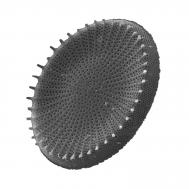 Stephanodiscus hantzschii