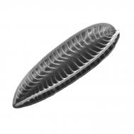 Surirella spec.
