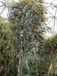 Blaugrauer Eucalyptus - Eucalyptus caesia
