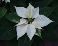 Weihnachtsstern - Euphorbia pulcherrima