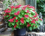 Weihnachtsstern - Euphorbia pulcherrima