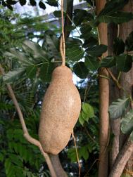 Leberwurstbaum - Kigelia africana