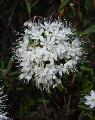 Sumpfporst | Botanischer Garten Berlin