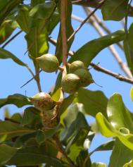 Macadamianuss - Macadamia integrifolia
