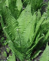 Straussfarn - Matteucia struthiopteirs