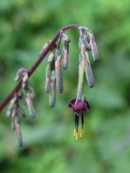 Melanoseris graciliflora