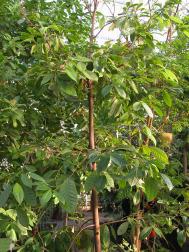 Echter Muskatnussbaum - Myristica fragrans