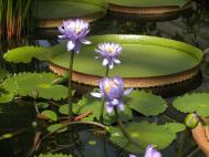 Riesen-Seerose - Nymphaea gigantea