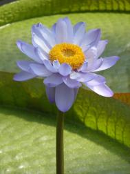Riesen-Seerose - Nymphaea gigantea