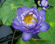 Riesen-Seerose - Nymphaea gigantea