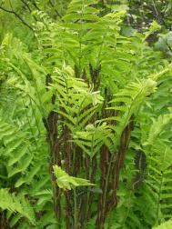 Teufelsfarn - Osmunda claytoniana