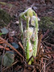 Teufelsfarn - Osmunda claytoniana